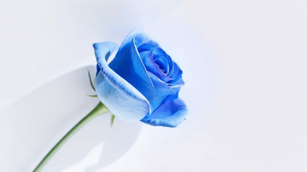 Découvrez la rose éternelle bleue, une élégance moderne