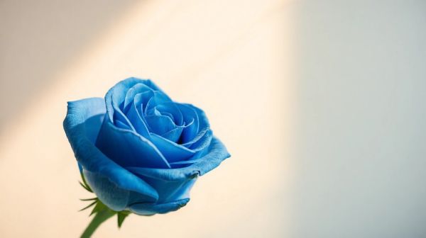 Découvrez la rose éternelle bleue, une élégance moderne